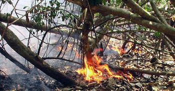 সুন্দরবনের ধানসাগর স্টেশন এলাকায় আবারো অগুন