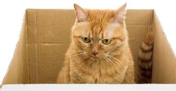 Cat sent by mail survives 8 days in Box