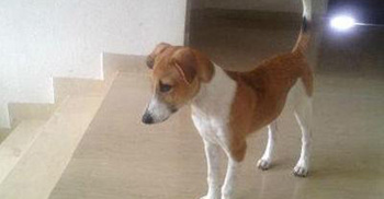 Man ‘rapes’ dog in India, caught on camera