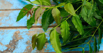 Neem extract can stop growth of pancreatic cancer