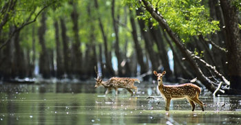 ‘Sunderbans Day’ being observed