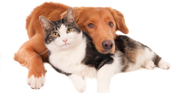 Dogs are more loving than cats