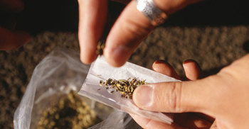 Marijuana users react differently to social exclusion: Study