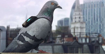 Pigeons Wearing Backpacks Help Fight Pollution 