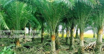 যশোরে বাণিজ্যিকভাবে গড়ে উঠছে খেঁজুর বাগান