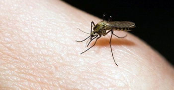 জিকা আতঙ্ক : ব্রাজিলে কার্নিভালে চুম্বনে সতর্কতা