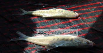 নদীর ইলিশ পুকুরে (ভিডিও)