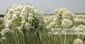 প্রতি কেজি কালো সোনা ৪০ হাজার টাকা