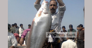 কালীগঞ্জের জামাই মেলায় উঠেছে সবচেয়ে বড় মাছ