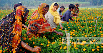 ঝিনাইদহে ফুল বিক্রির টার্গেট ৩ কোটি টাকা