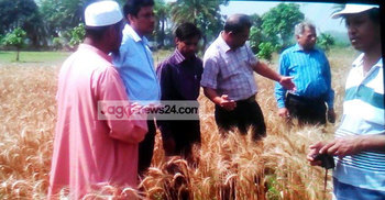 ঈশ্বরদীতে গমে নিকব্লাস্ট রোগের সংক্রমণ