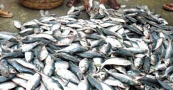 ভোলায় ৪০ মণ জাটকা জব্দ