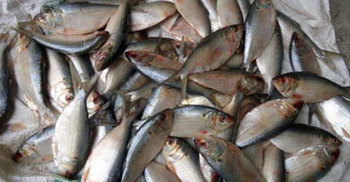 কমলনগরে জাটকা শিকারের দায়ে ৫ জেলের জরিমানা 