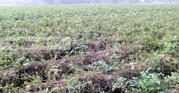 আলুক্ষেতে লেটব্লাইট রোগ : দিশেহারা কৃষক