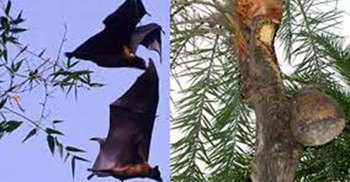 আজ লালমনিরহাটের নিপাহ ট্রাজেডির ৫ বছর