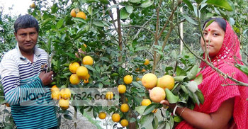 মাল্টা চাষে ভাগ্য বদল