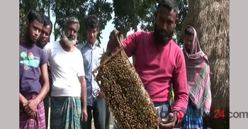 মাগুরায় বাণিজ্যিক ভিত্তিতে মধু চাষ শুরু