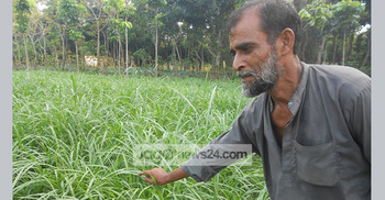 নেপিয়ার চাষে সচ্ছলতা ফিরেছে আব্দুল হকের