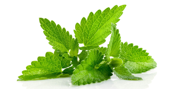 গুণে ভরা পুদিনা পাতা