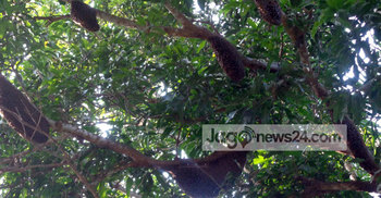 এ যেন মৌমাছির গ্রাম