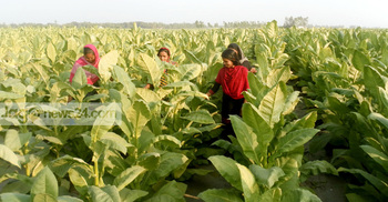 টাঙ্গাইলে তামাক চাষের ব্যাপকতায় উর্বরতা হারাচ্ছে কৃষি জমি