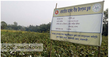 নওগাঁয় ৫ বছরে তুলা চাষ কমেছে তিনগুণ