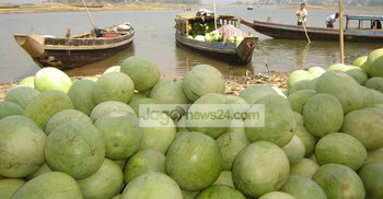 তরমুজের আবাদ কম হওয়ায় হতাশ চাষীরা