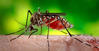 জিকার হানা বাংলাদেশেও 