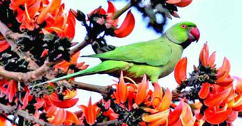 আজ পহেলা ফাল্গুন