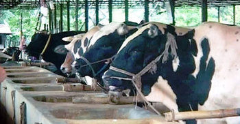 রূপগঞ্জে গরু চুরি, খামারিদের মাঝে আতঙ্ক