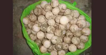 টেকনাফে কচ্ছপের ২০৮ পিস ডিম উদ্ধার