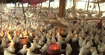 নাগেশ্বরীতে ১২ হাজার মুরগির মৃত্যু : আতঙ্কে খামারিরা