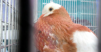 মহেশপুর সীমান্তে কবুতরসহ আটক ২