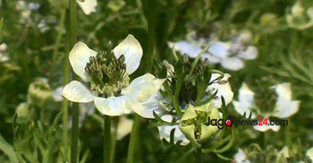 কালোজিরা এখন মাদারীপুরের কৃষকের কাছে ‘কালোসোনা’