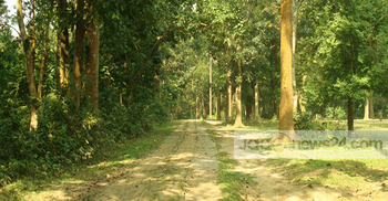 মন কাড়ে মধুপুর গড়ের শালবন