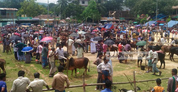 পাহাড়ি গরুতে ক্রেতার আস্থা 