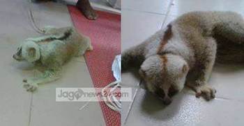 বঙ্গবন্ধু সাফারি পার্কের পথে সেই লজ্জাবতী বানরটি