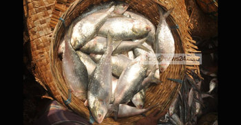 নতুন ইতিহাস গড়ল বরিশালের ইলিশ