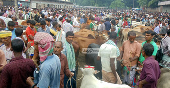 চাঁপাইনবাবগঞ্জে গরু বেশি ক্রেতা কম