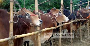 ঈদকে সামনে রেখে গরু মোটাতাজাকরণের হিড়িক