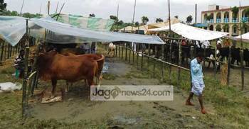 কলেজ মাঠে গরুর হাট : শিক্ষা কার্যক্রম বন্ধ