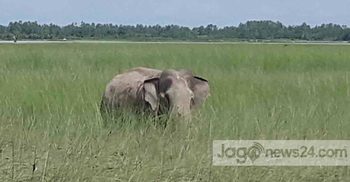 দাঁড়িয়ে থাকতে পারছে না হাতিটি