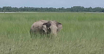 যমুনার চরে আটকা পড়া হাতিটি এখন মৃতপ্রায়