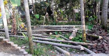 সরকারি গাছ কেটে রাস্তা নির্মাণ
