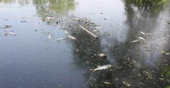 বহিরাগতদের দখলে ইবির মফিজ লেক