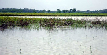 ঝিনাইদহে বৃষ্টিতে নিম্নাঞ্চল প্লাবিত : ফসলের ক্ষতি