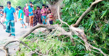 ঝিনাইদহে গাছের ডাল চাপা পড়ে বৃদ্ধের মৃত্যু