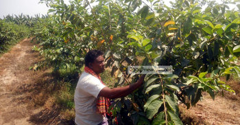 কোটচাঁদপুরের পেয়ারা যাচ্ছে সারাদেশে