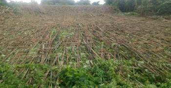 হরিণাকুন্ডে পান চাষীদের মাথায় হাত