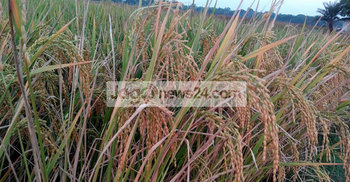 ঝিনাইদহে আউশের বাম্পার ফলনের সম্ভাবনা